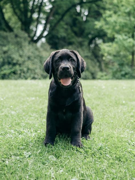 Types of Labradors: Which One is Right for Your Family?