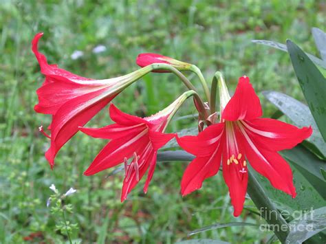 St Josephs Lily Photograph By Charles Green Fine Art America