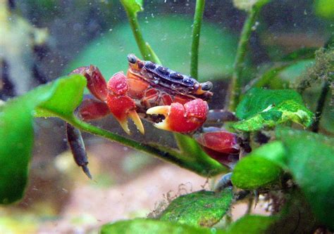 11 Awesome Freshwater Crabs for Your Aquarium (With Pictures)