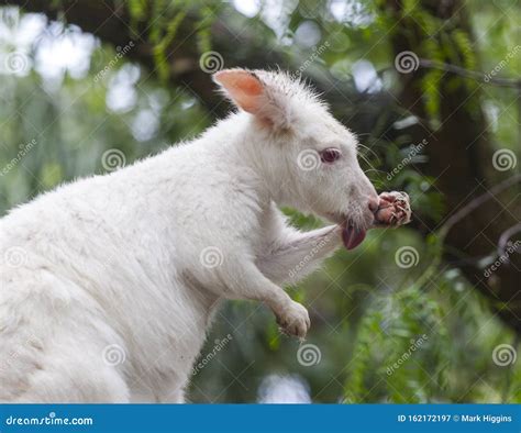 white walleroo  albino kangeroo stock image image  green jump