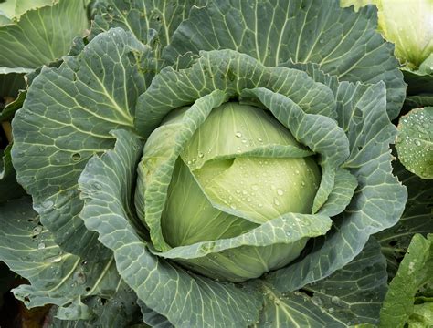 Cabbage Recipes | Cook for Your Life