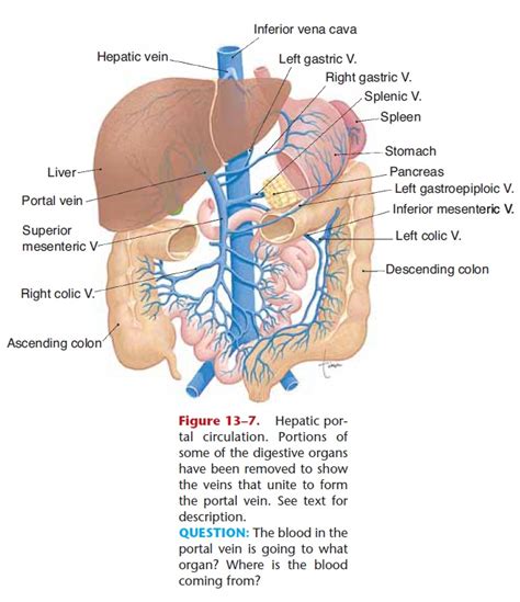 Pathways Of Circulation