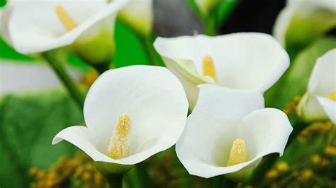 Calle Il Significato Di Questi Fiori Eleganti E Raffinati Fem