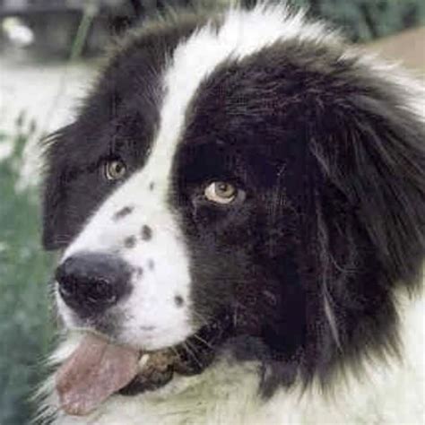 Pin on Newfoundland Dog | Cute puppies, Puppies, Dogs