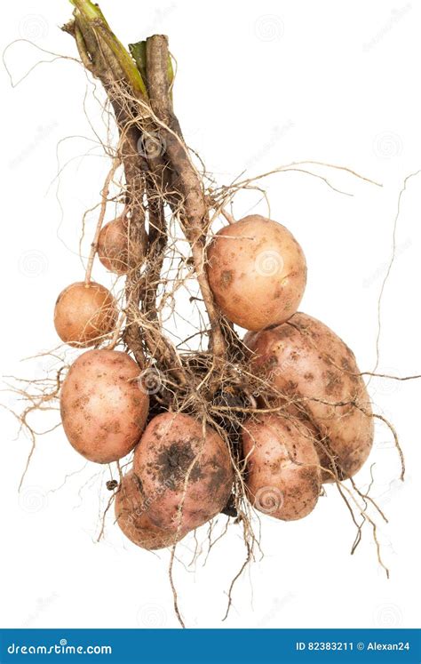 The Potato Is A Root Vegetable A Starchy Tuber Of The Plant Solanum