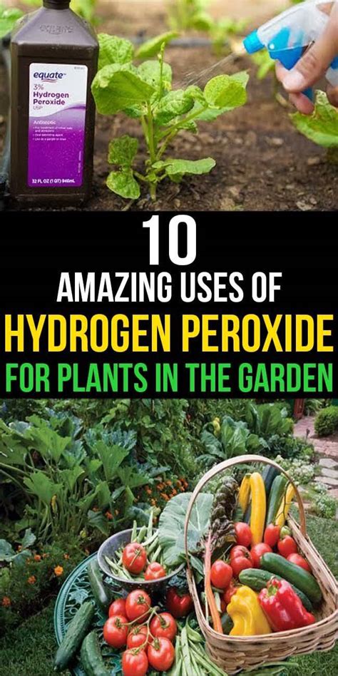 23 Hydrogen Peroxide Use In The Garden Ideas Worth A Look SharonSable