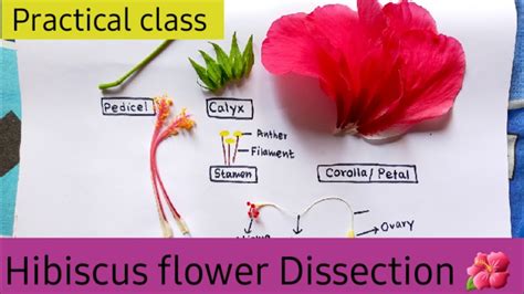 Dissection Of Hibiscus Flower Practical Class 11 China Rose