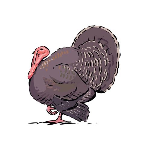 Free Clipart Of A Turkey Bird