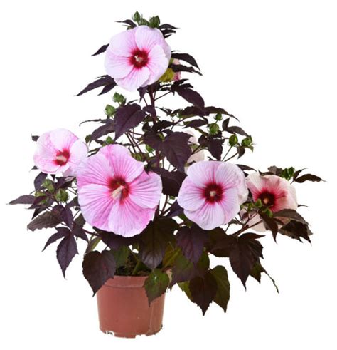 Hibiskus Bylinowy Starry Night Hibiscus Moscheutos Ogr D Flora You