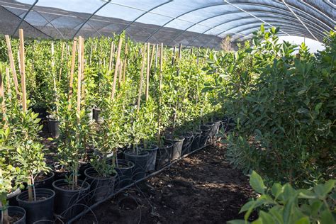 Ficus Nitida — Gdnc Nursery