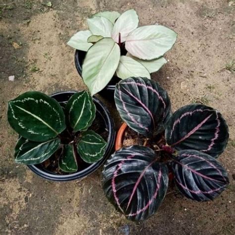 Jual Bisa Cod Paket Murah Tanaman Hias Calathea Black Lipstik