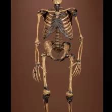 Fossils | The Smithsonian Institution's Human Origins Program