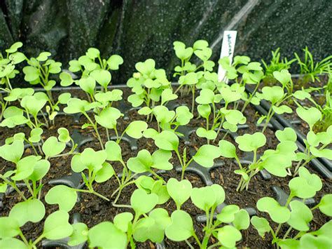 Mizuna A Japanese Salad Cabbage Sowing And Cultivation Tmh Garden