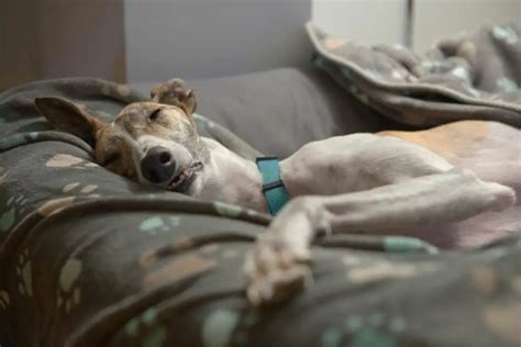 Hund schläft alleine im Wohnzimmer Das steckt dahinter