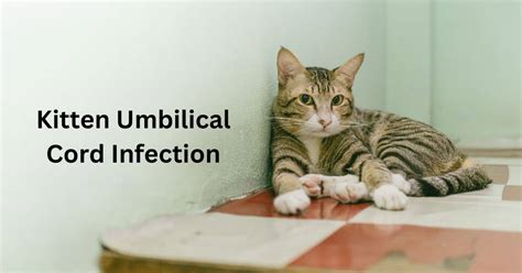 Kitten Umbilical Cord Infection Archives - Cat Flavor