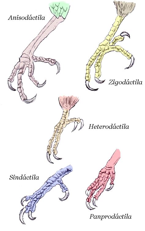 Aves de Argentina: Anatomía de un ave