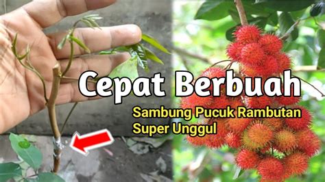 Cara Terbaik Yang Harus Dilakukan Agar Pohon Rambutan Cepat Berbuah