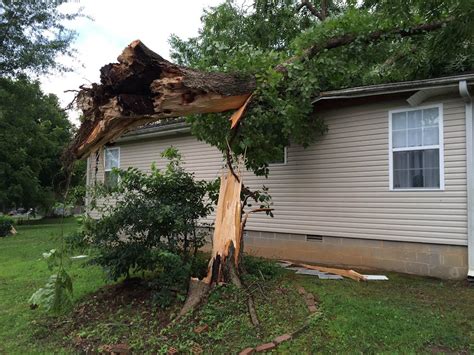 Strong Winds Blamed For Towering Tree Falling On House Wbbj Tv