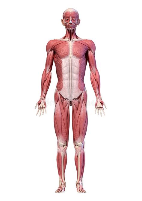 Víspera Al por menor toca el piano male anatomy diagram full body ...