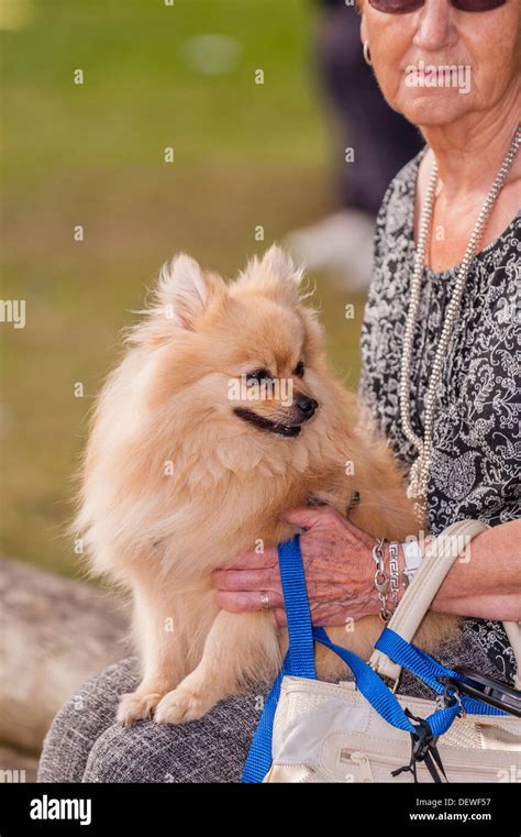 A Woman With Her Dog At The All About Dogs Show At The Norfolk