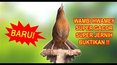 Kicau Burung Wambi Gacor Full Isian Youtube