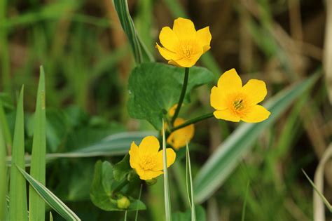 Ranunculus Flammula Lesser Spearwort