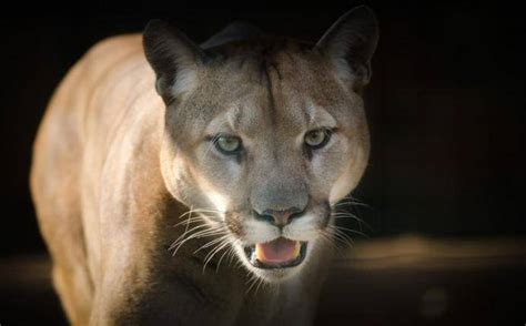 Hombre luchó cuerpo a cuerpo contra puma al notar que estaba atacando a