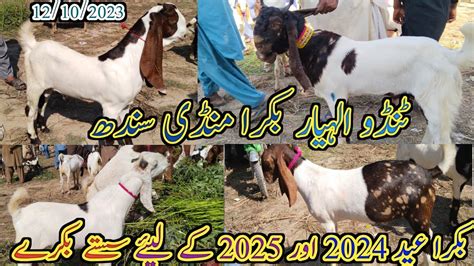 Tando Allahyar Bakra Mandi Latest Update Today Bakra Eid