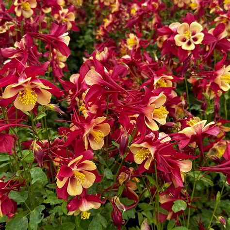 Aquilegia X Earlybird Red Yellow Columbine From Pleasant Run Nursery