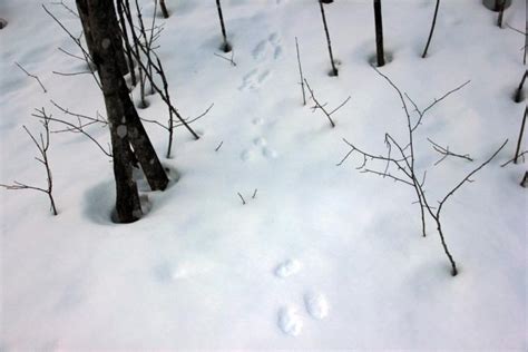 Animal Tracks In The Snow In Western Maine