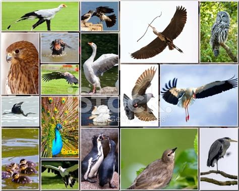 Collage of Birds Stock Photos - FreeImages.com