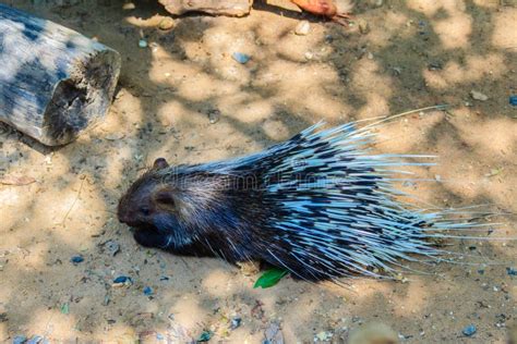 Cute Malayan Porcupine Himalayan Porcupine Large Porcupine Hystrix