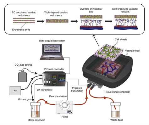 Figure 5 From Cell Sheet Based Tissue Engineering For Fabricating 3