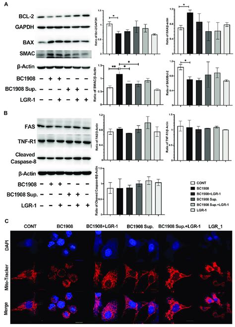 Further Study On The Apoptosis Pathway Of Endometrial Epithelial Cells