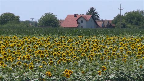 Upozorenje Za Danas Do četvrtka Veoma Toplo Vreme Temperatura Do 39