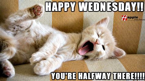 You Re Halfway There Happy Wednesday Cute Cat Breeds Work Humor