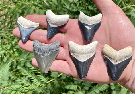 Bone Valley Megalodon Shark Tooth Lot Ebay