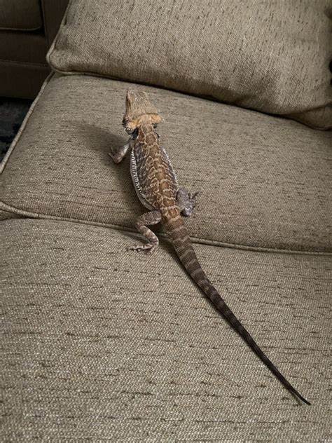 Bearded Dragon Reptiles For Sale | Hudson, FL #373758