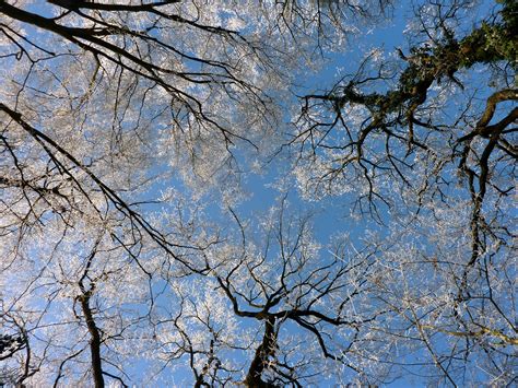 Free Images Tree Nature Forest Branch Blossom Winter Sky