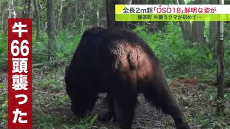 「忍者グマ」 Oso18 ついに鮮明な姿をキャッチ 牛を襲撃後10キロ移動【北海道発】｜fnnプライムオンライン