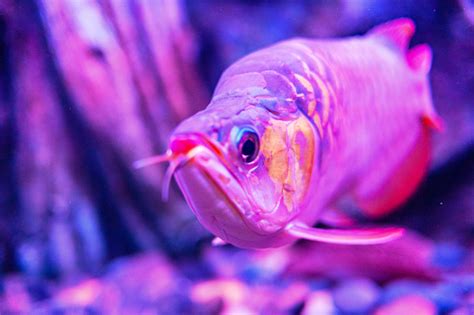 Red King Arowana Fish View In Close Up In An Aquarium Stock Photo