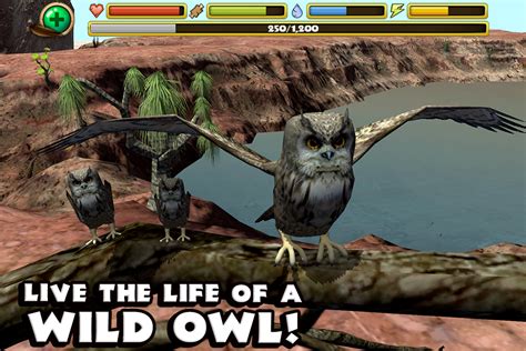 Owl Simulator Android Apps On Google Play