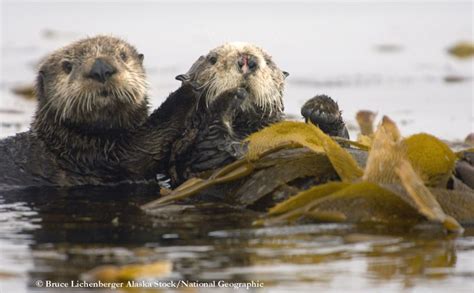 Sea Otter Fun Facts National Geographic