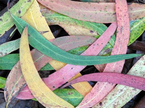 Eucalyptus Globulus Leaves Used As A Medicinal Plant Stock Image