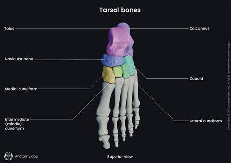 Tarsal Bones Encyclopedia Anatomyapp Learn Anatomy 3d Models