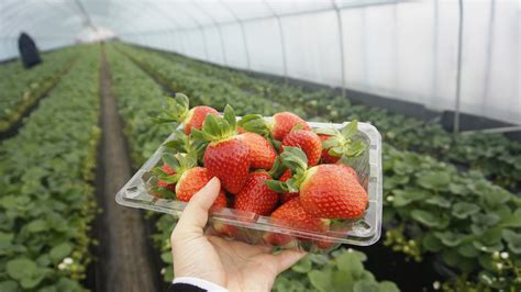 Strawberry Picking In Korea Jens Wanderstories