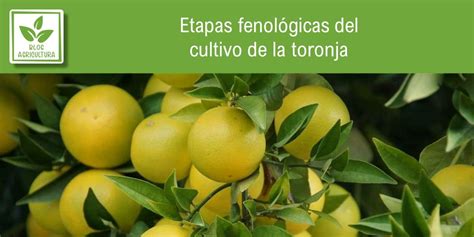 Etapas Fenológicas Del Cultivo De La Toronja