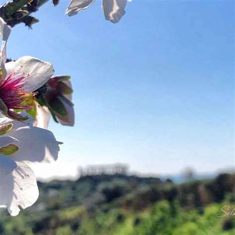 Agrigento Dopo Anni Torna La Sagra Del Mandorlo In Fiore Ecco Il