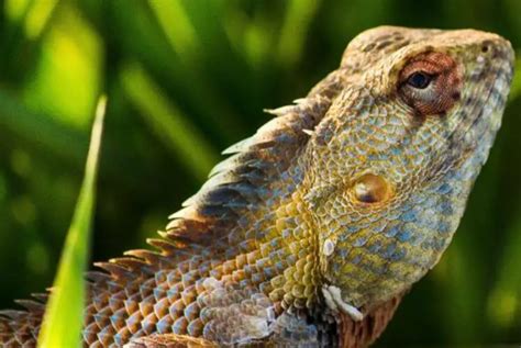 Best Plants For Bearded Dragons In 2022 You Should Know TOP 12