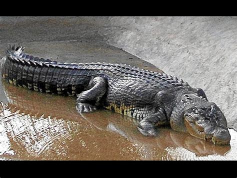 ‘Lolong’ eats finally | Inquirer News